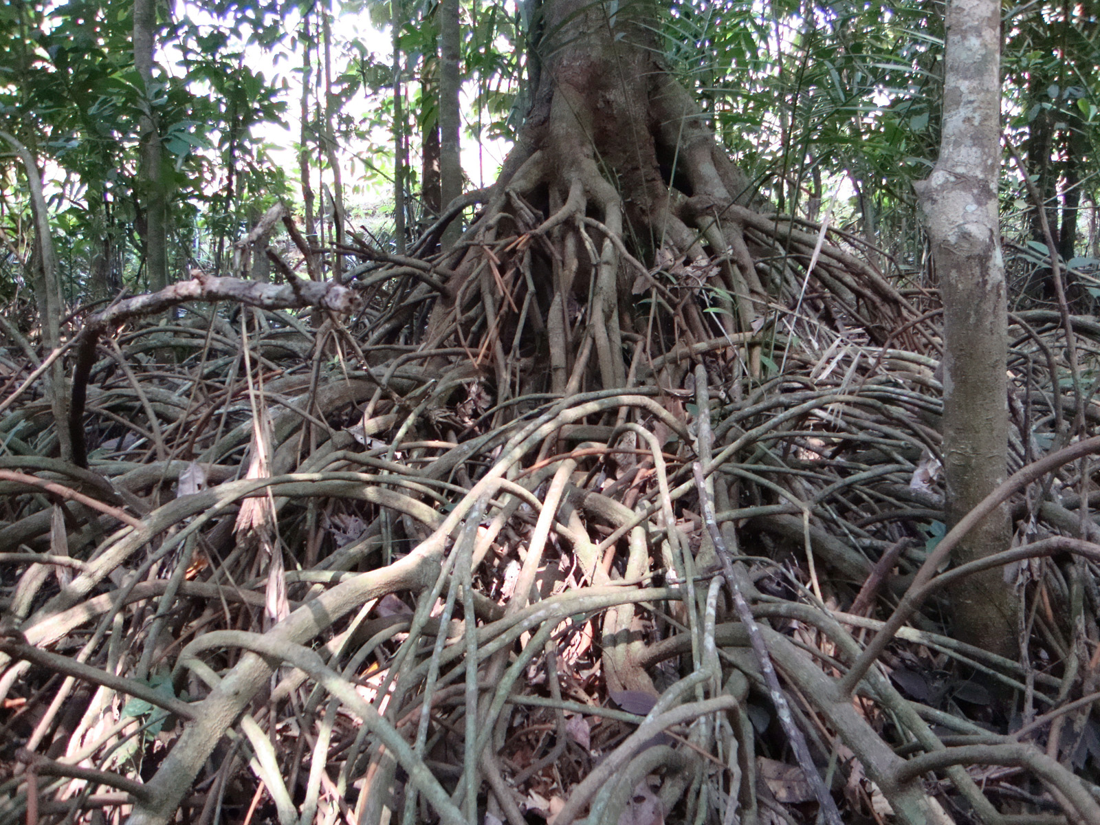 ಒಂದಂಕಿ ಮರದ ಬೇರುಗಳು 