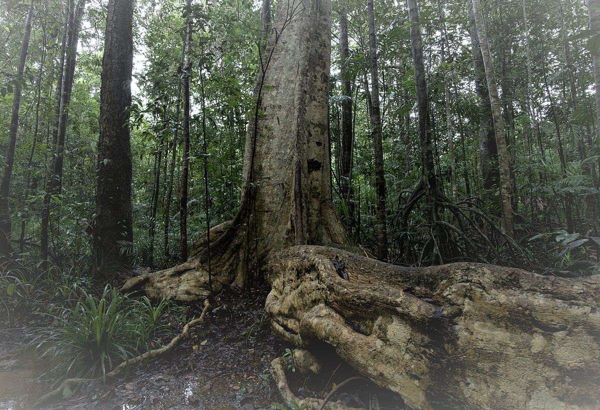 ಉತ್ತರ  ಕನ್ನಡದಲ್ಲಿ 110 ರಾಮಪತ್ರೆ ಜಡ್ಡಿ ಕಾಡು