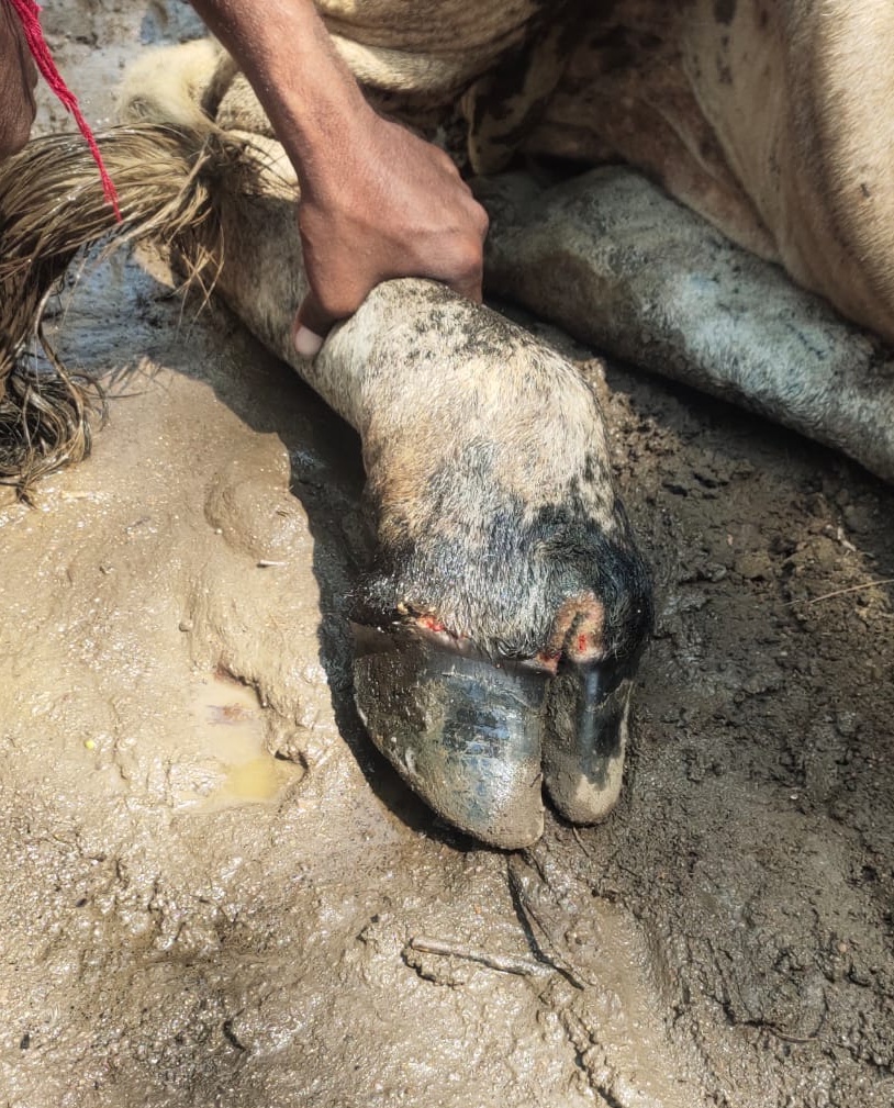 ಎತ್ತಿನ ಕಾಲಿನಲ್ಲಿ ಹುಣ್ಣು ಕಾಣಿಸಿಕೊಂಡಿರುವುದು (ಸಂಗ್ರಹ ಚಿತ್ರ)