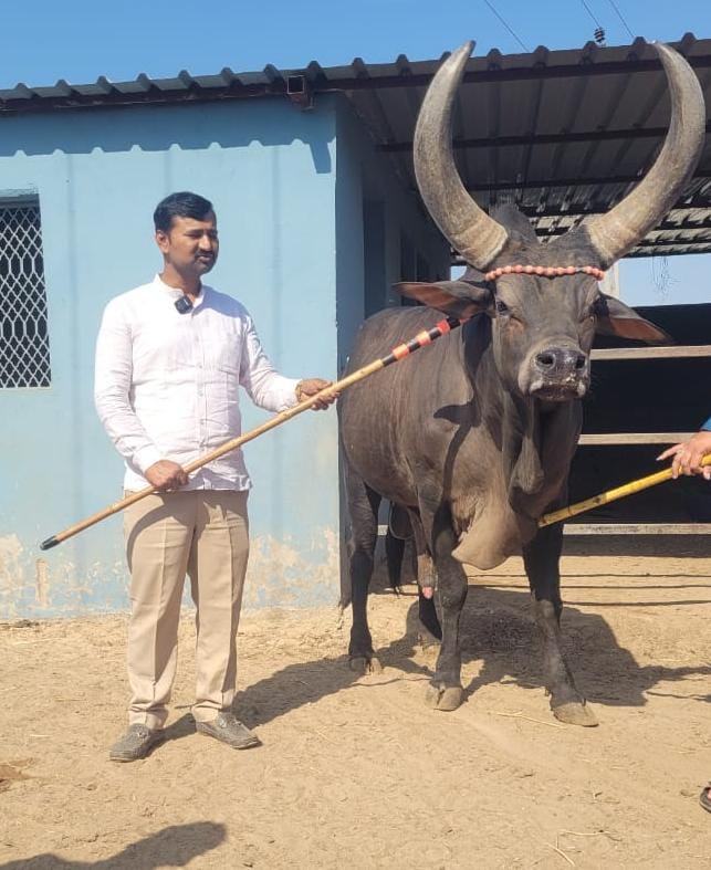 ನಂಜನಗೂಡು ತಾಲ್ಲೂಕಿನ ಸುತ್ತೂರು ಜಾತ್ರೆಯ ದೇಸಿ ತಳಿ ಜಾನುವಾರುಗಳ ಪ್ರದರ್ಶನದಲ್ಲಿ ಕಾಕ್ರೋಜ್‌ ತಳಿಯ ಹಸು ಜತೆಗೆ  ಶ್ರೀ ಕೃಷ್ಣಗೋಶಾಲೆಯ ಕೃಷ್ಣಮೂರ್ತಿ  