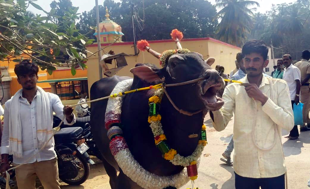 ದನಗಳ ಜಾತ್ರೆ ಆಕರ್ಷಣೆ ಹಳ್ಳಿಕಾರ್ ಹೋರಿ