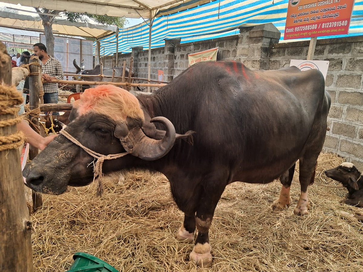 ನಂಜನಗೂಡು: ದೇಸಿ ಜಾನುವಾರು ತಳಿಗಳ ಪ್ರದರ್ಶನ