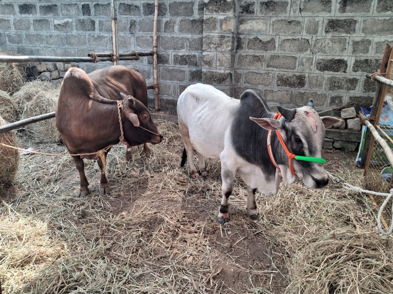 ನಂಜನಗೂಡು ತಾಲ್ಲೂಕಿನ ಸುತ್ತೂರು ಜಾತ್ರೆಯ ದೇಸಿ ತಳಿ ಜಾನುವಾರುಗಳ ಪ್ರದರ್ಶನದಲ್ಲಿ ಮಲೆನಾಡು ಗಿಡ್ಡ ಹಸುಗಳು