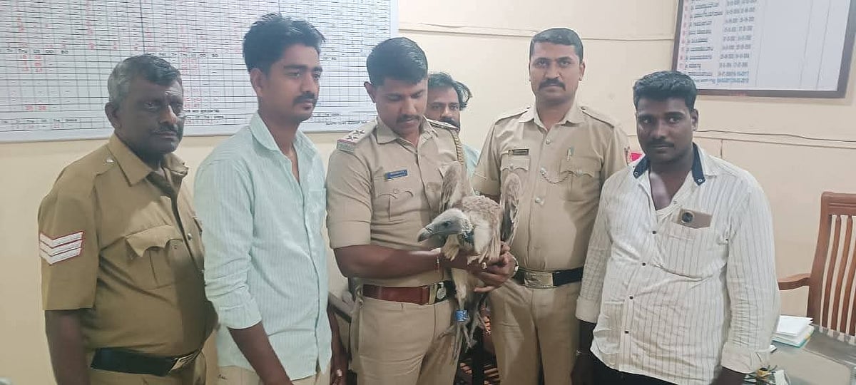 ಟ್ರ್ಯಾಕರ್, ಜಿಪಿಎಸ್ ಅಳವಡಿಸಿದ್ದ ರಣಹದ್ದು ಪತ್ತೆ