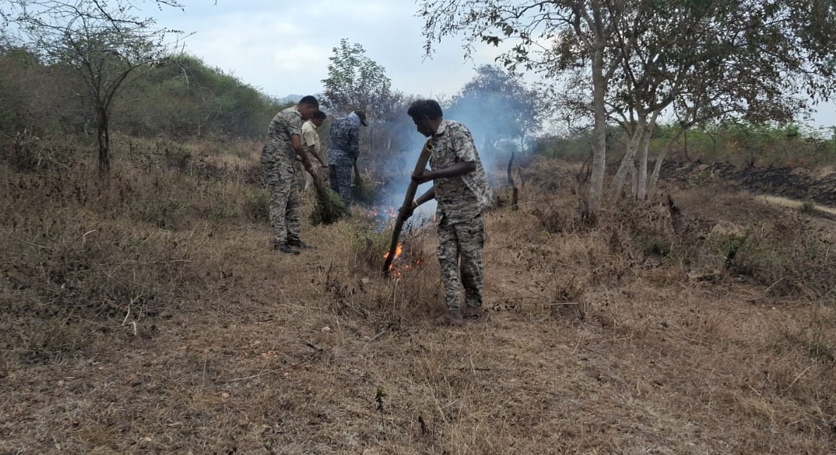 ಬಂಡೀಪುರ ಹುಲಿ ಸಂರಕ್ಷಿತ ಪ್ರದೇಶದಲ್ಲಿ ಬೆಂಕಿ ರೇಖೆಗಳನ್ನು ಹಾಕುತ್ತಿರುವ ಅರಣ್ಯ ಇಲಾಖೆ ಸಿಬ್ಬಂದಿ