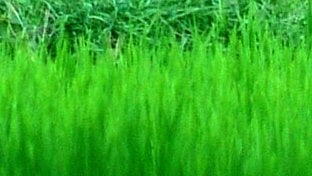 ಕುಂಬಳಗೋಡು: ಜ.17ರಂದು ‘ಹಸಿರು ಹಬ್ಬ’