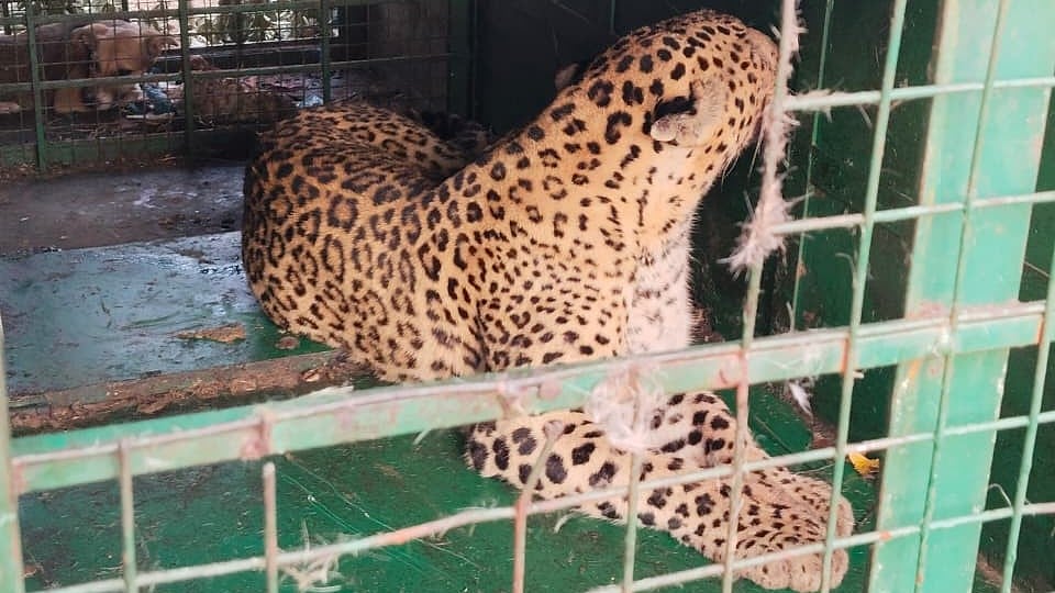 ಕೊರಟಗೆರೆ: ಜನವಸತಿ ಪ್ರದೇಶದಲ್ಲಿ ಕಾಣಿಸಿಕೊಂಡಿದ್ದ ಚಿರತೆ ಸೆರೆ