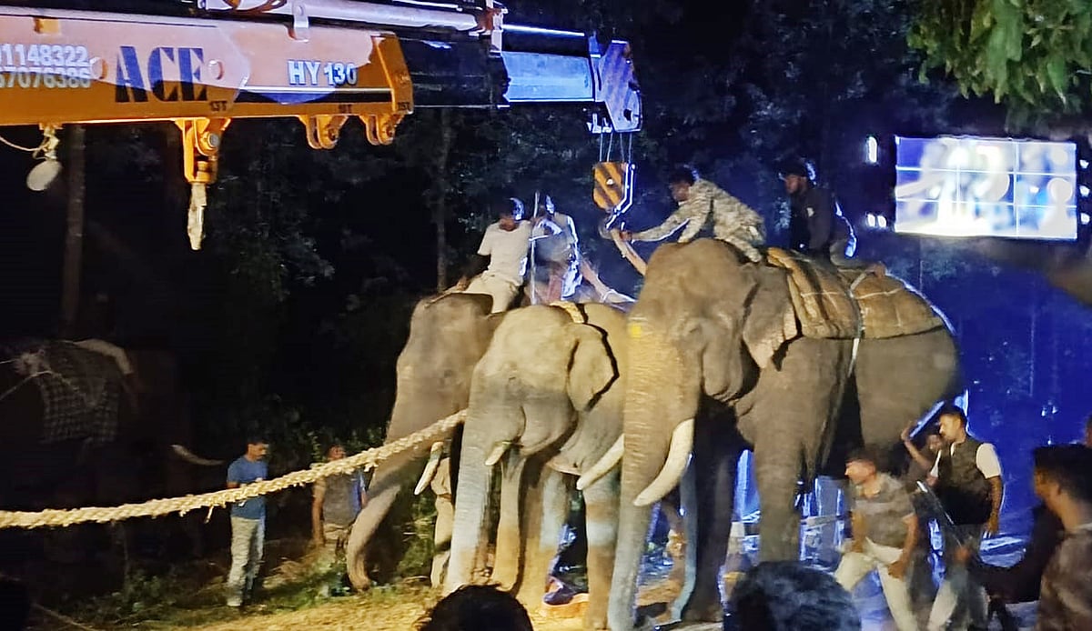ಬೇಲೂರು: ಬೆಳ್ಳಾವರದಲ್ಲಿ ಕಾಡಾನೆ ಸೆರೆ