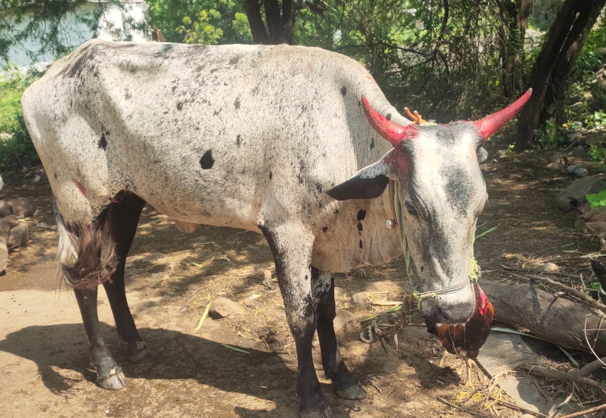 ಕಾಲುಬಾಯಿ ರೋಗ ಬಾಧಿತ ಕಮಲಾಪುರ ತಾಲ್ಲೂಕಿನ ಕುದಮೂಡ ಗ್ರಾಮದಲ್ಲಿ ಎತ್ತು  (ಸಂಗ್ರಹ ಚಿತ್ರ)