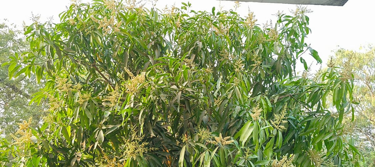 ಅರಳಿ ನಿಂತ ಮಾವಿನ ಮರಗಳು: ಉತ್ತಮ ಇಳುವರಿ ನಿರೀಕ್ಷೆ