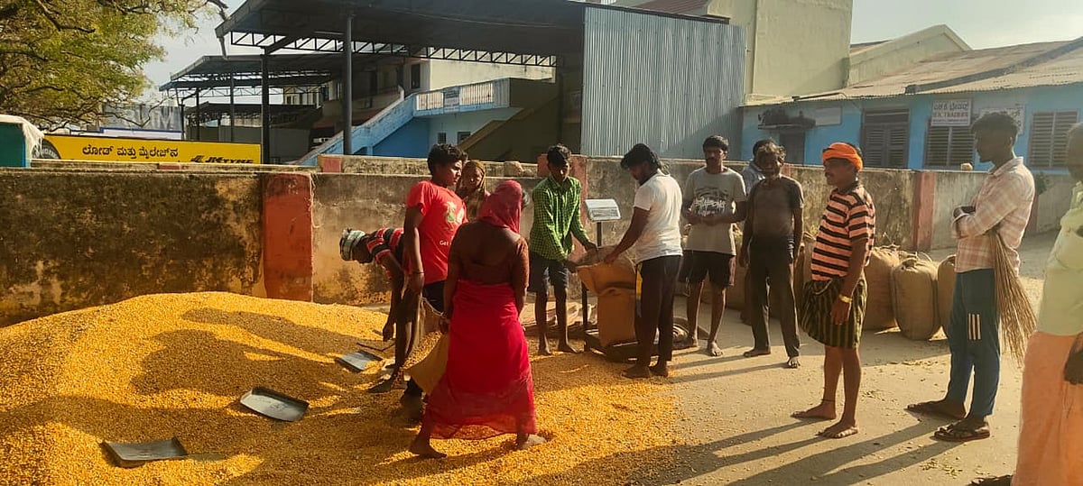 ಮೆಕ್ಕೆಜೋಳ: ಬೆಳೆಗಾರರಿಗೆ ದೊರೆಯದ ಮಾರುಕಟ್ಟೆ ಮಧ್ಯಪ್ರವೇಶ ದರ 