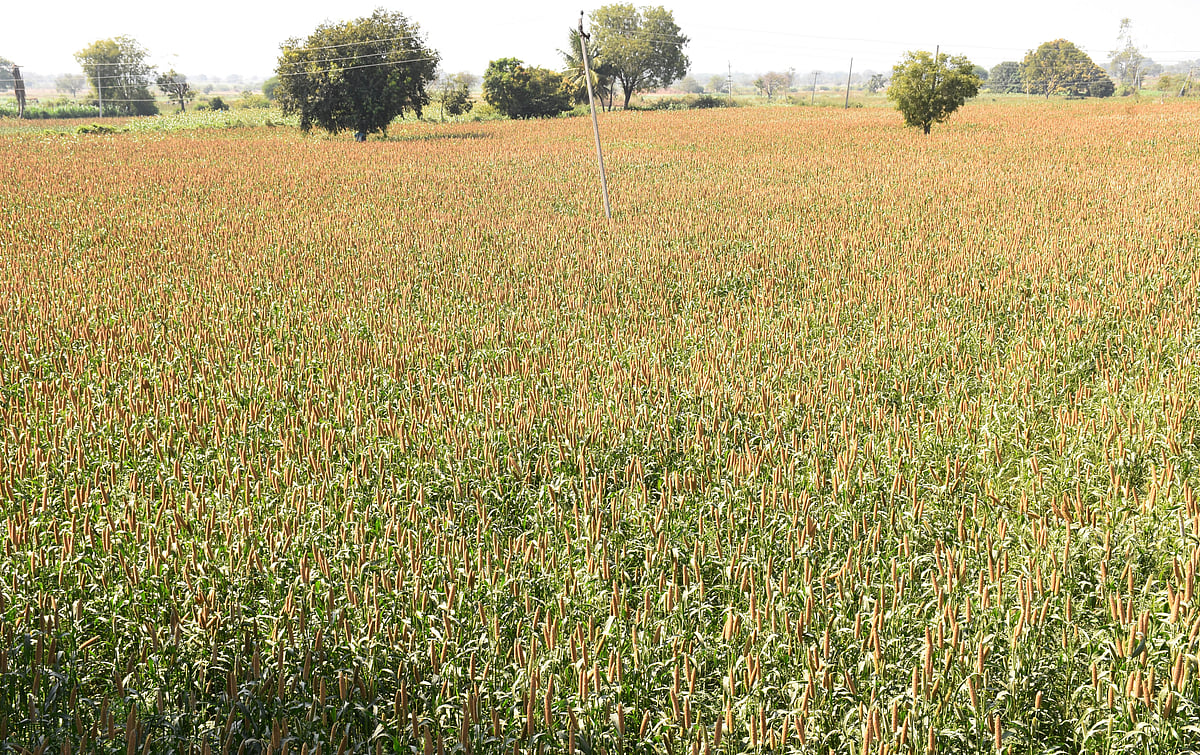 ಯಾದಗಿರಿ: ಸರಿಯಾಗಿ ಕಾಳು ಕಟ್ಟದ ಸಜ್ಜೆ ತೆನೆ