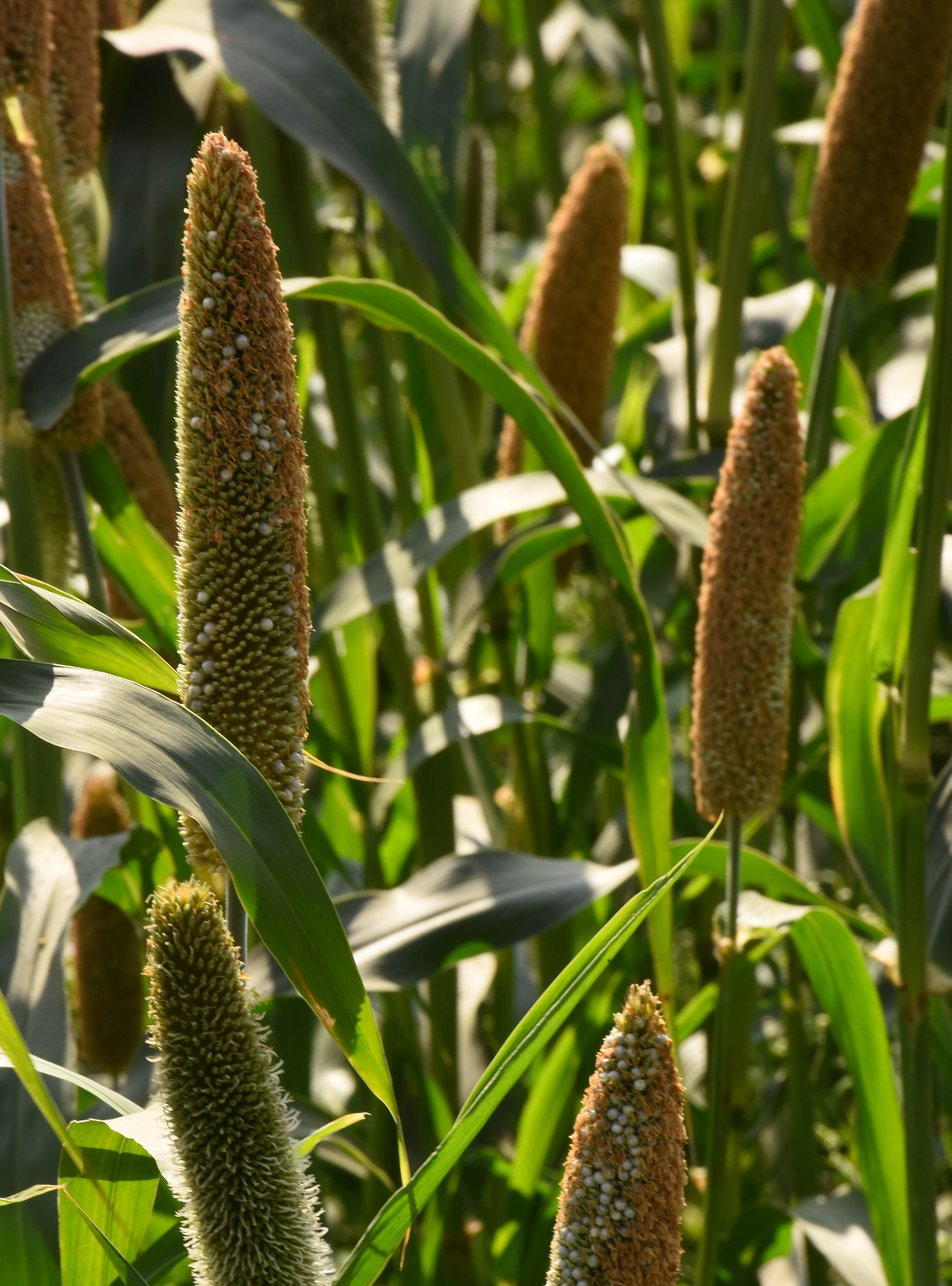 ಸರಿಯಾಗಿ ಕಾಳು ಕಟ್ಟದ ಸಜ್ಜೆ ತೆನೆಗಳು