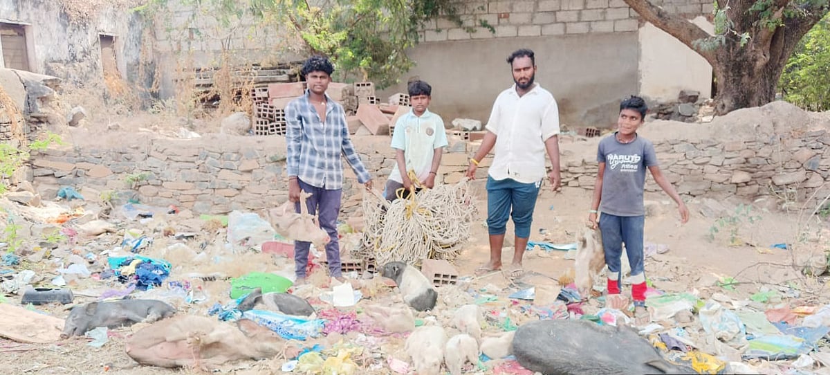 ನರೇಗಲ್:‌ ಆತಂಕ ಸೃಷ್ಟಿಸಿದ ಹಂದಿಗಳ ಸರಣಿ ಸಾವು