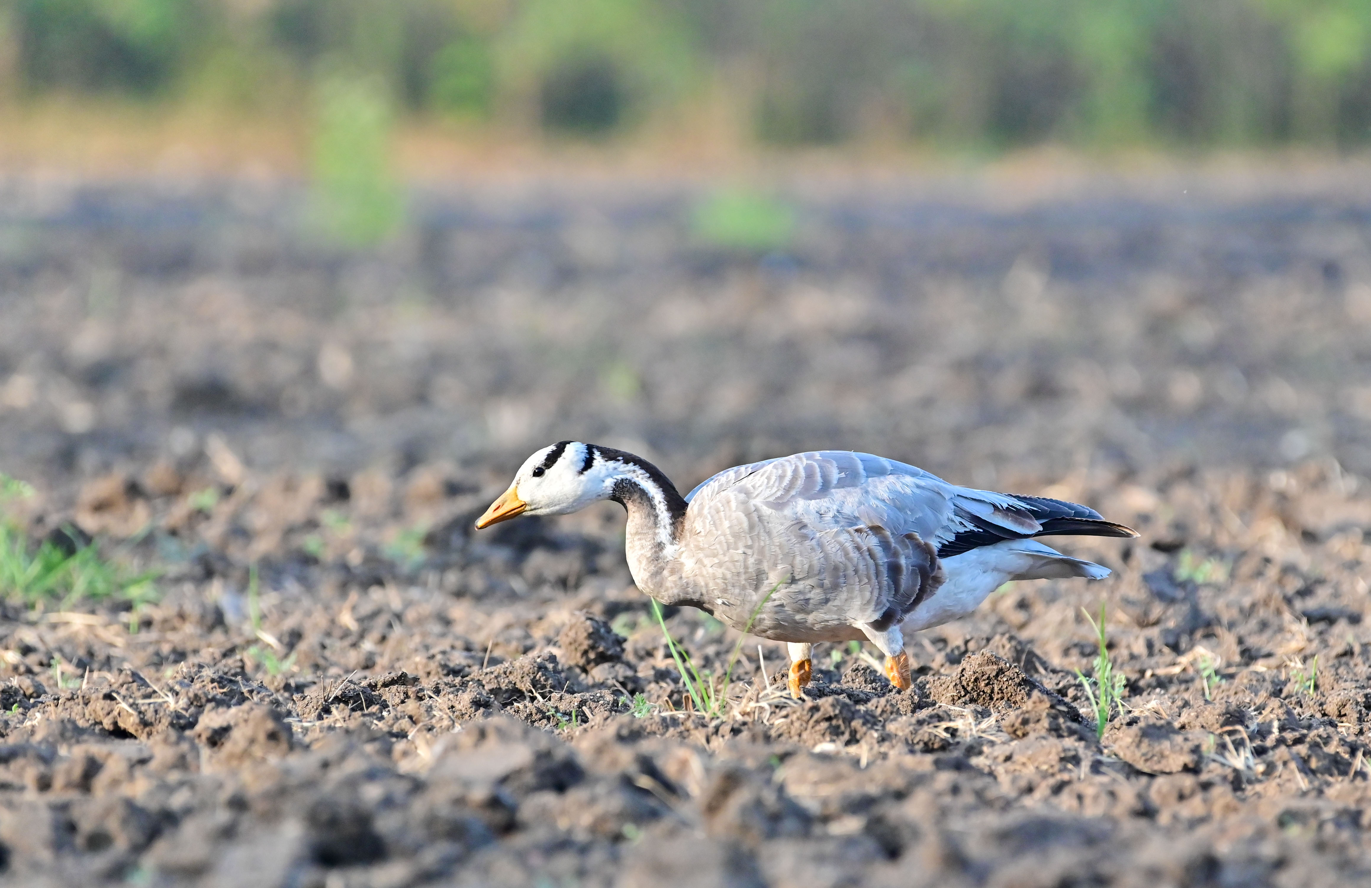 ಗದಗ ಜಿಲ್ಲೆ ಮಾಗಡಿ ಕೆರೆಗೆ ಬಂದಿರುವ ಪಟ್ಟೆತೆಲೆ ಹೆಬ್ಬಾತು  