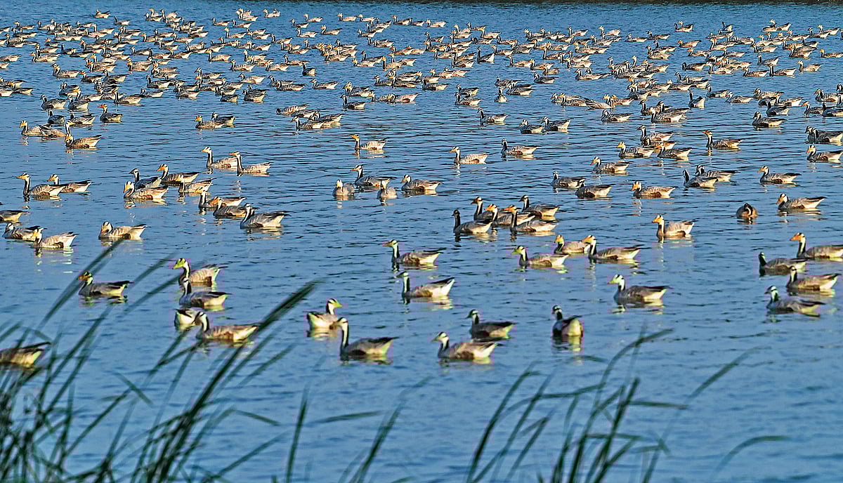 ಹೆಬ್ಬಾತುಗಳ ವಲಸೆ: ಮಂಗೋಲಿಯಾದಿಂದ ಗದಗದ ಮಾಗಡಿ ಕೆರೆಗೆ..