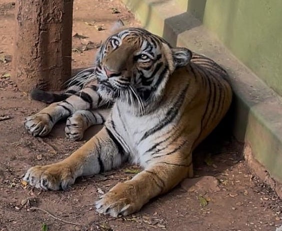 ಮೈಸೂರು | ಮೃಗಾಲಯದ ಹೆಣ್ಣು ಹುಲಿ ‘ಪ್ರೀತಿ’ ಸಾವು