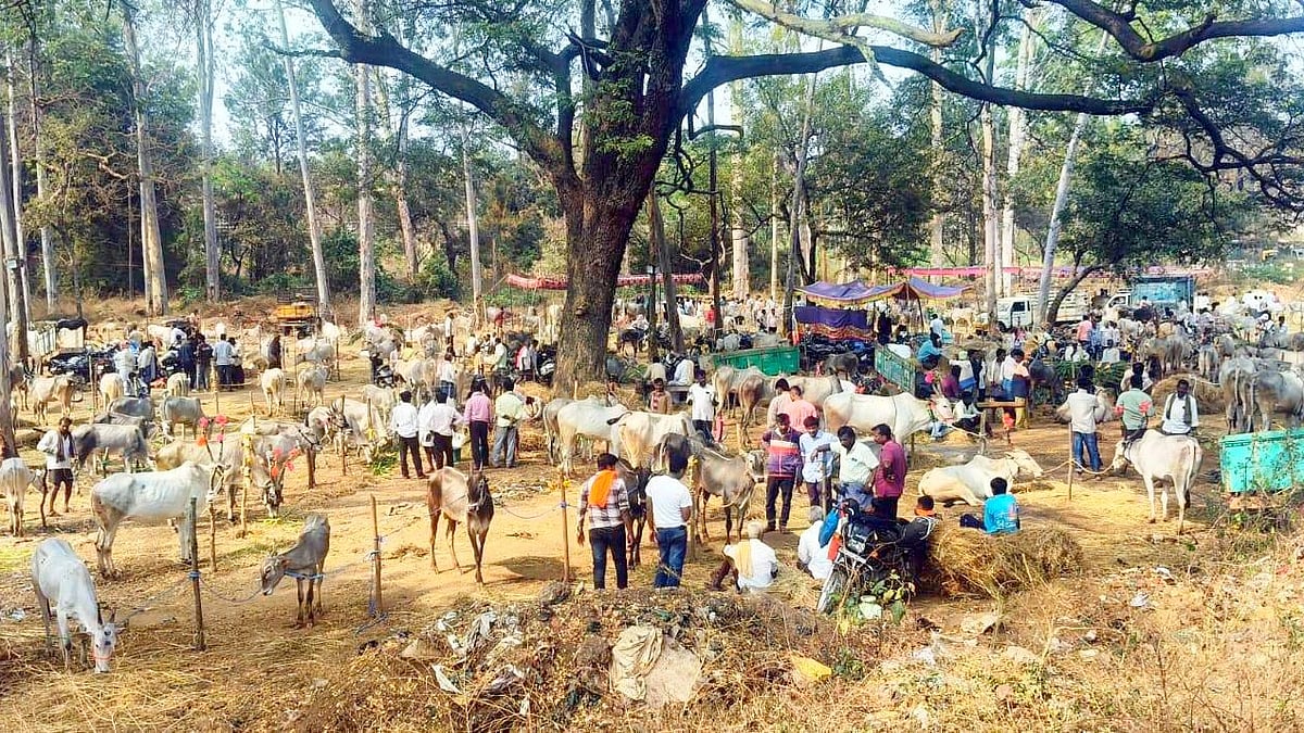 ಚನ್ನಪಟ್ಟಣ: ಹಿಂದಿನ ವೈಭವಕ್ಕೆ ಮರಳಿದ ಕೆಂಗಲ್‌ ದನಗಳ  ಜಾತ್ರೆ