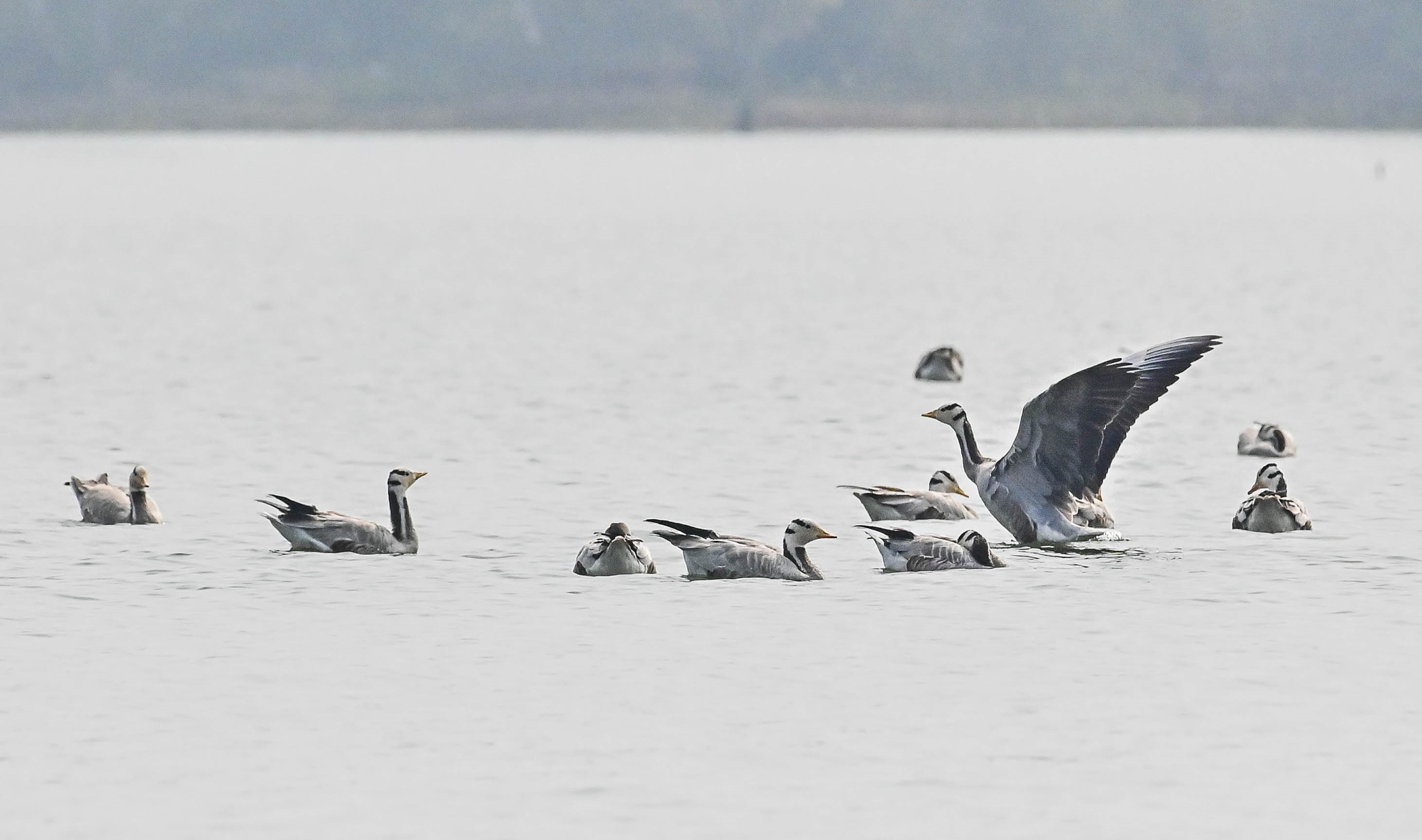 ದಾವಣಗೆರೆ ಜಿಲ್ಲೆಯ ಕೊಂಡಜ್ಜಿ ಕೆರೆಯಲ್ಲಿ ಪಕ್ಷಿ ಪ್ರಿಯರ ಮನಸೆಳೆದ ಪಟ್ಟೆತಲೆ ಹೆಬ್ಬಾತು 