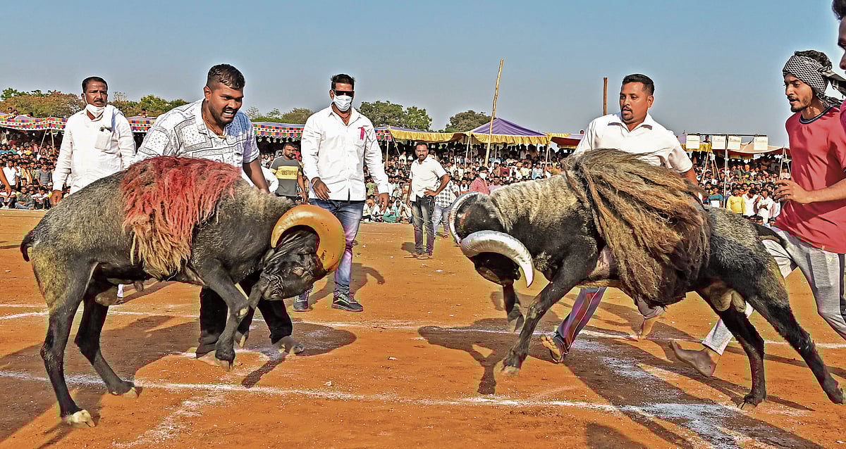 ಗ್ರಾಮೀಣ ಕ್ರೀಡೆ: ಟಗರು ಕಾಳಗದ ರೋಚಕ ಕಥನ