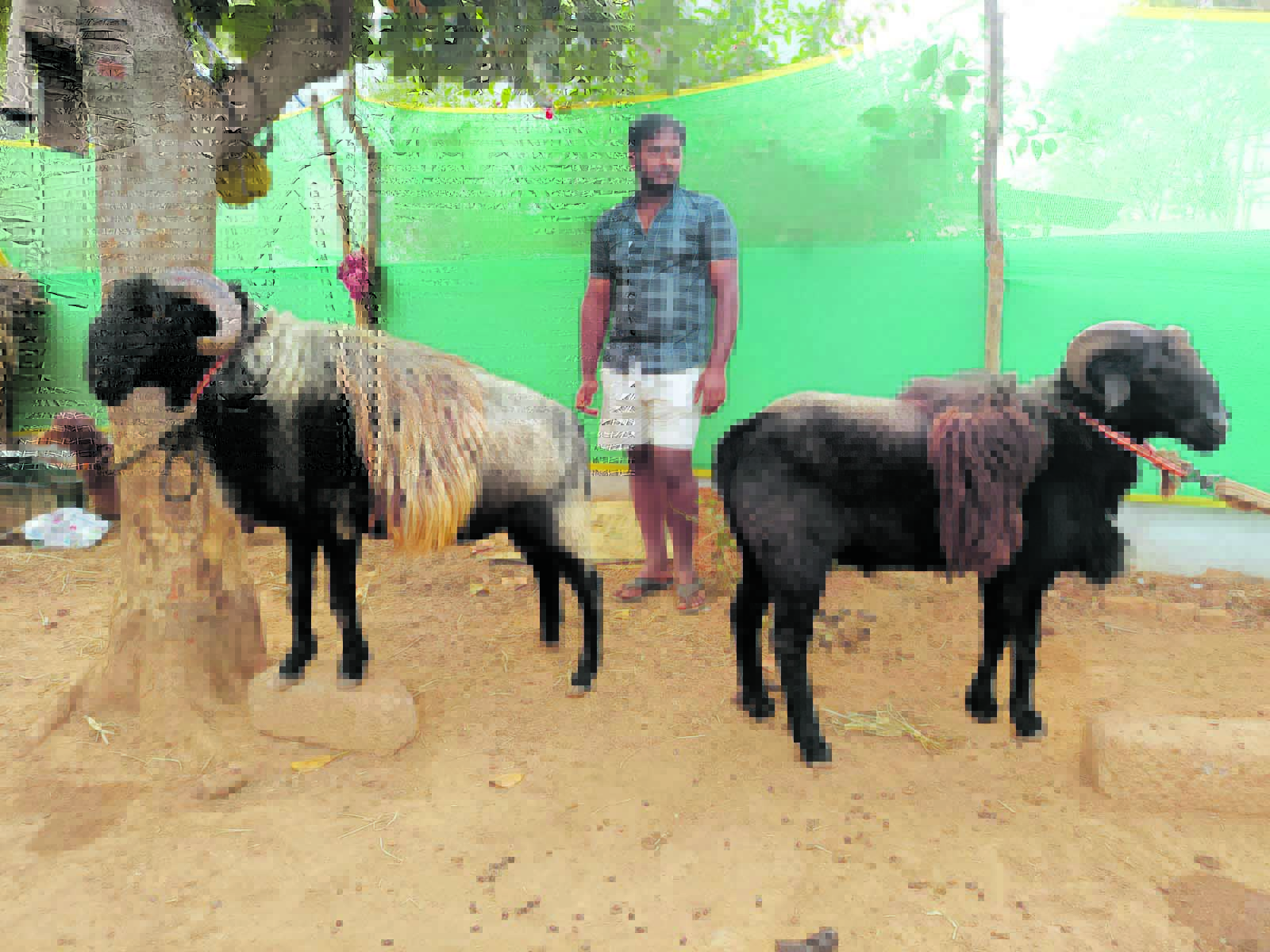 ಕಾಳಗಕ್ಕೆ ಸಜ್ಜಾದ ಟಗರುಗಳು 