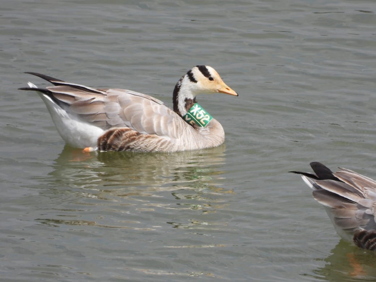 ಏಳನೇ ಬಾರಿಗೆ ಮಾಗಡಿ ಕೆರೆಗೆ ಬಂದ ಎಕ್ಸ್‌ 52 ಟ್ಯಾಗ್‌ ಇರುವ ಪಟ್ಟೆತಲೆ ಹೆಬ್ಬಾತು. 