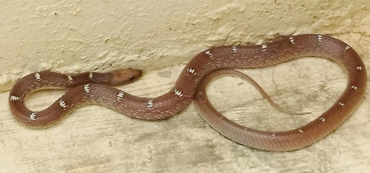 ಹಾವು ಕಡಿತ: ಪರಿಸರ ಪ್ರವಾಸೋದ್ಯಮ ಅಭಿವೃದ್ಧಿ ಮಂಡಳಿಯಿಂದ ಶಾಲೆಗಳಲ್ಲಿ ಅರಿವು