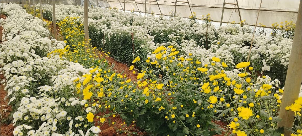 ಸೂಲಿಬೆಲೆ‌ | ಭಾವಾಪುರ ರೈತನ ಕೈ ಹಿಡಿದ ಕೋಲ್ಕತ್ತ ಸೇವಂತಿ