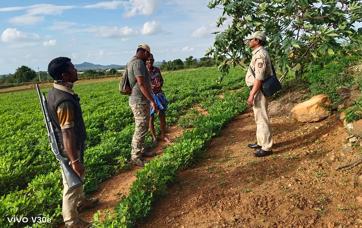 ಒಳನೋಟ: ಕಾಡು ಕಾಯುವವರ ವ್ಯಥೆ