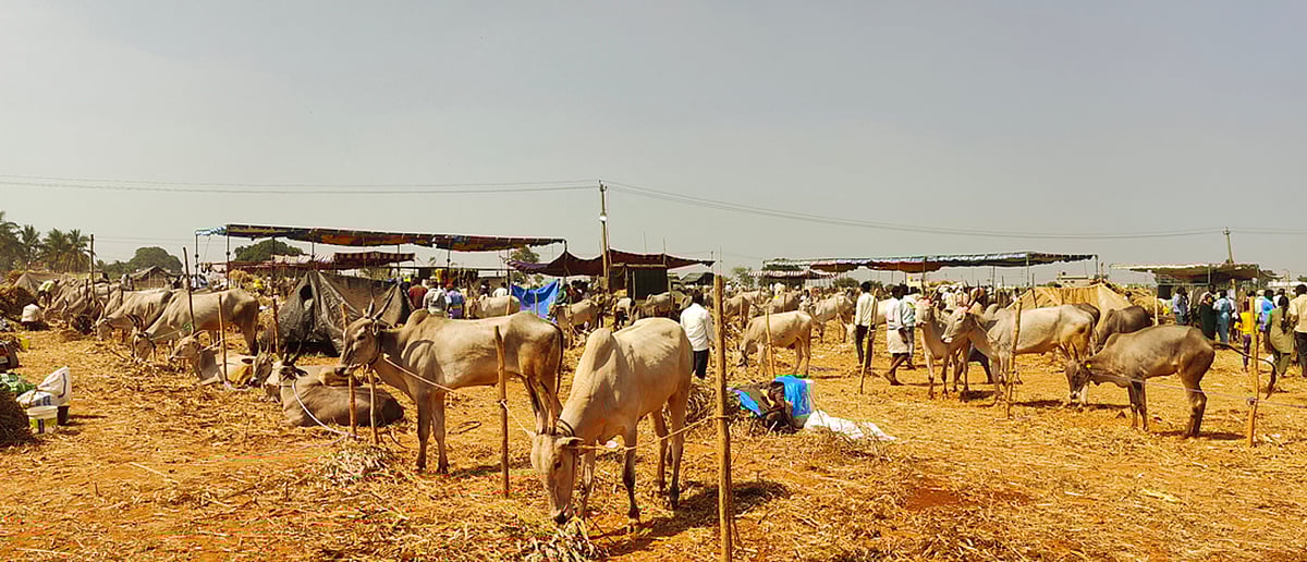 ಕೊರಟಗೆರೆ | ಕಳೆಗಟ್ಟಿದ ಕ್ಯಾಮೇನಹಳ್ಳಿ ದನಗಳ ಜಾತ್ರೆ