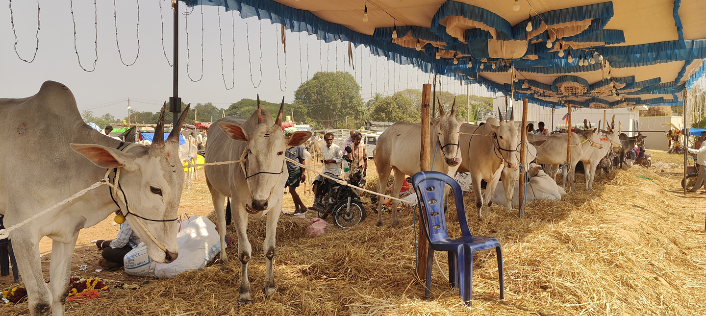 ಜಾತ್ರೆಯಲ್ಲಿ ₹1.5 ಲಕ್ಷಕ್ಕೂ ಅಧಿಕ ಬೆಲೆಯ ರಾಸುಗಳು