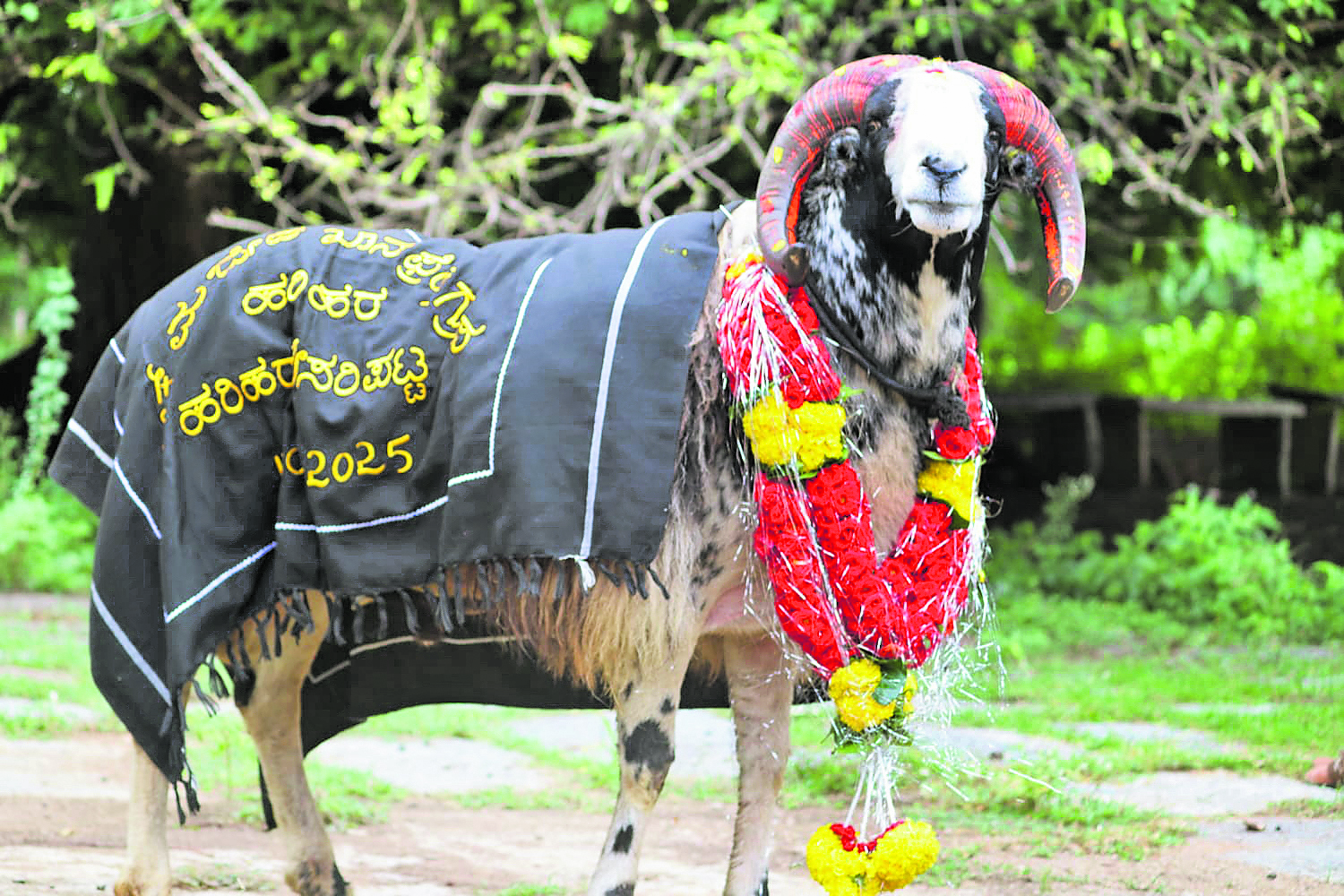ಕಣದಲ್ಲಿ ಗೆದ್ದ ಟಗರು 