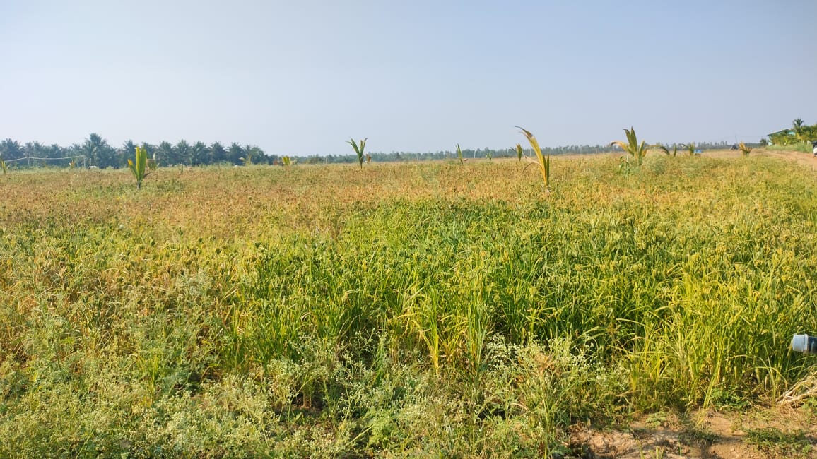 ಕಡೂರಿನಲ್ಲಿ ರಾಗಿ ಬೆಳೆ ಬೆಳೆದಿರುವುದು