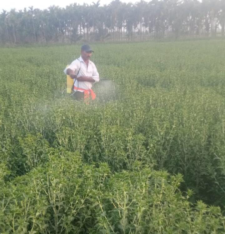 ಅಜ್ಜಂಪುರದಲ್ಲಿ ಕುಸುಬೆ ಬೆಳೆಗೆ ಔಷಧಿ ಸಿಂಪರಣೆ ಮಾಡುತ್ತಿರುವುದು