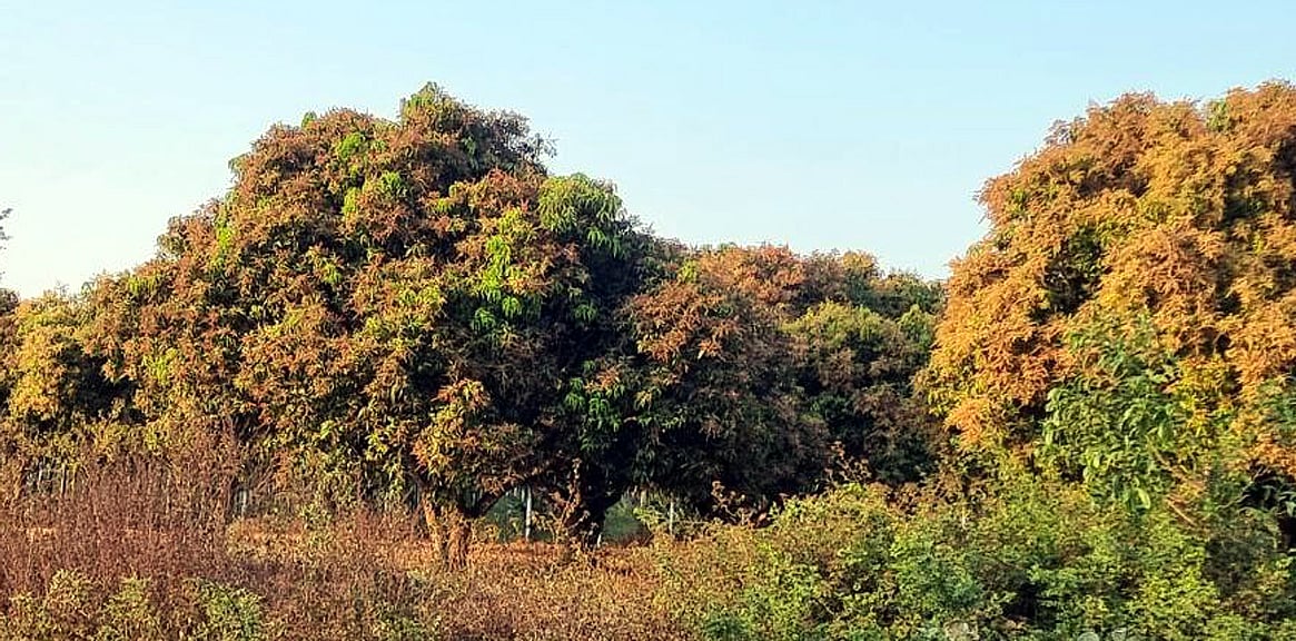 ಶಿಕಾರಿಪುರ | ಸಮೃದ್ಧ ಹೂವಿನಿಂದ ಕಂಗೊಳಿಸುತ್ತಿರುವ ಮಾವು: ಕೃಷಿಕರಲ್ಲಿ ಭರವಸೆ