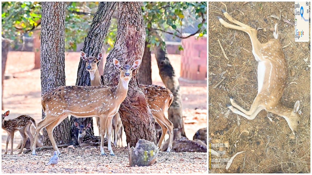 ದಾವಣಗೆರೆಯ ಇಂದಿರಾ ಪ್ರಿಯದರ್ಶಿನಿ ಕಿರು ಮೃಗಾಲಯದಲ್ಲಿ ನಾಲ್ಕು ಜಿಂಕೆ ಸಾವು