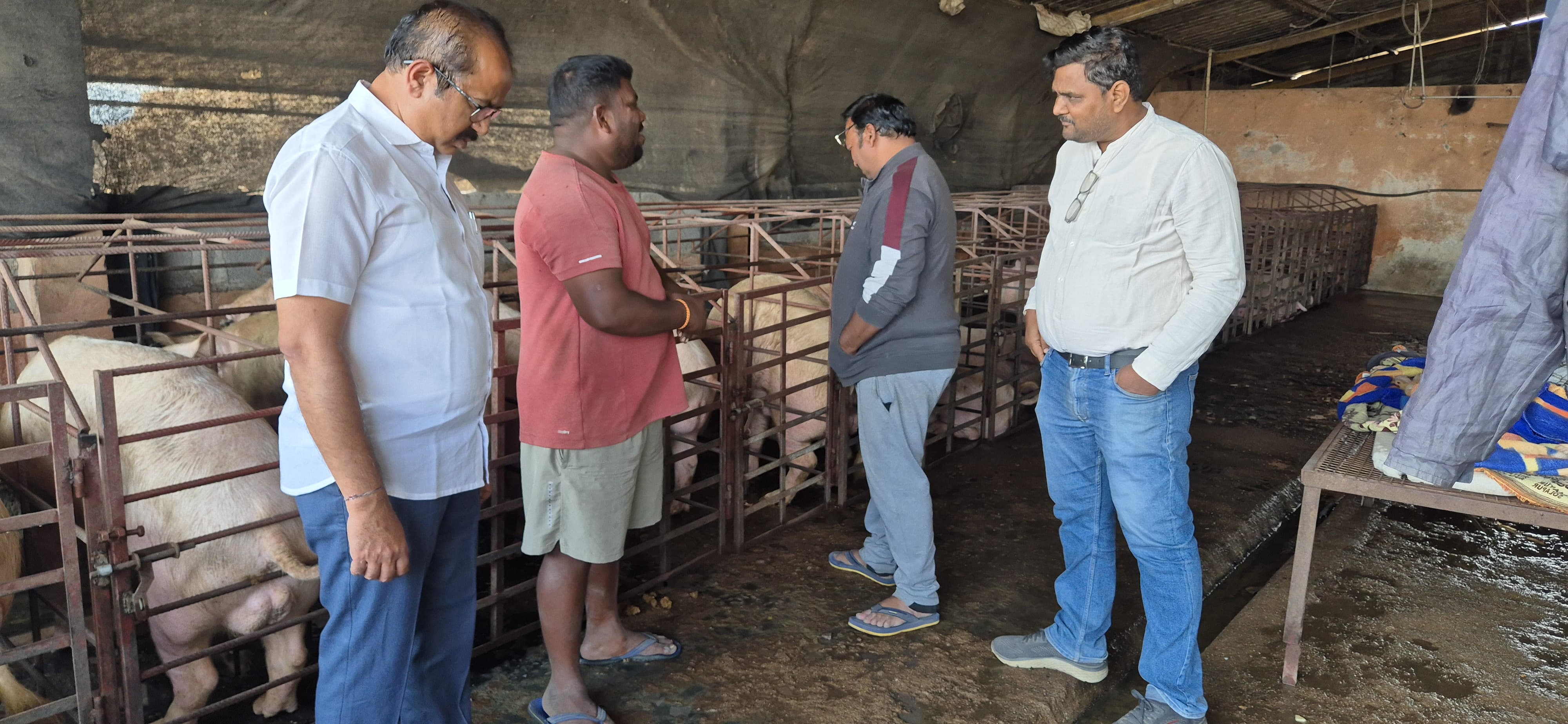 ವೆಂಕಟೇಶ ಅವರು ಸಾಕಣೆ ಮಾಡಿದ ಹಂದಿಗಳನ್ನು ಪರಿಶೀಲಿಸಿದ ಅಧಿಕಾರಿಗಳು 
