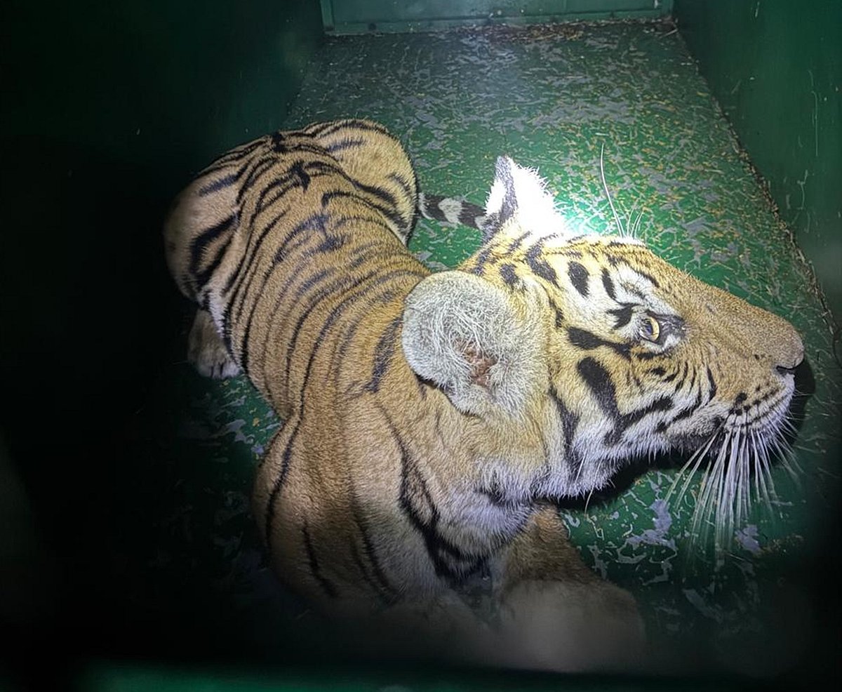 ಬಿಳಿಗಿರಿ ರಂಗನಾಥಸ್ವಾಮಿ ಹುಲಿ ಸಂರಕ್ಷಿತ ಪ್ರದೇಶ ವ್ಯಾಪ್ತಿಯಲ್ಲಿ ಹುಲಿ ಮರಿ ಸೆರೆ