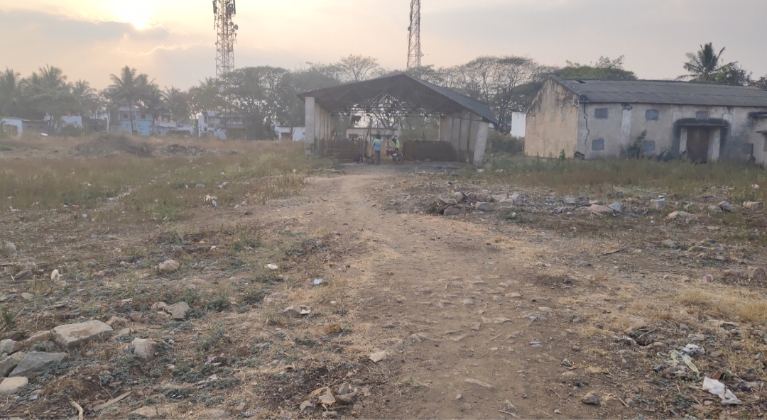 ತಹಶೀಲ್ದಾರ್‌ ಕಚೇರಿ ಪಕ್ಕದಲ್ಲಿನ ಎಪಿಎಂಸಿ ಆವರಣದಲ್ಲಿ ಹಂದಿಗಳ ವಾಸ 