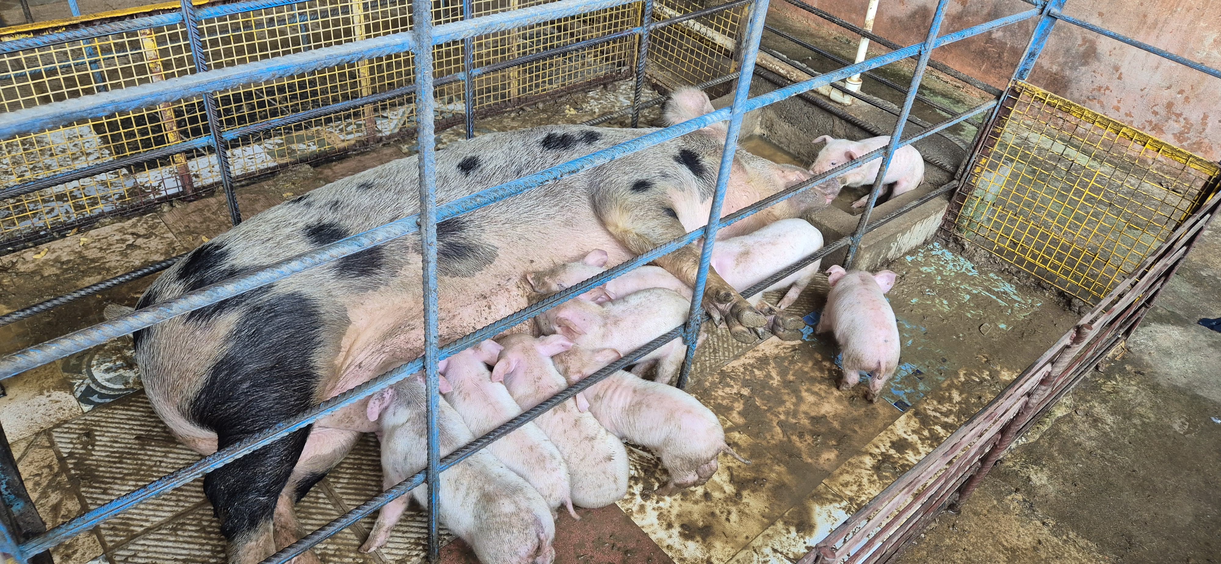 ವೆಂಕಟೇಶ ಅವರು ಸಾಕಣೆ ಮಾಡಿದ ತಾಯಿ ಹಂದಿ ಮತ್ತು ಮರಿ ಹಂದಿಗಳು