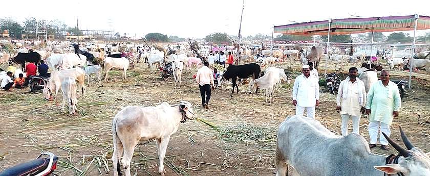 ಸಂಗಮೇಶ್ವರ ದೇವರ ಜಾತ್ರೆ ಅಂಗವಾಗಿ ಜಾನುವಾರು ಜಾತ್ರೆ: ದರ ಗಗನಮುಖಿ