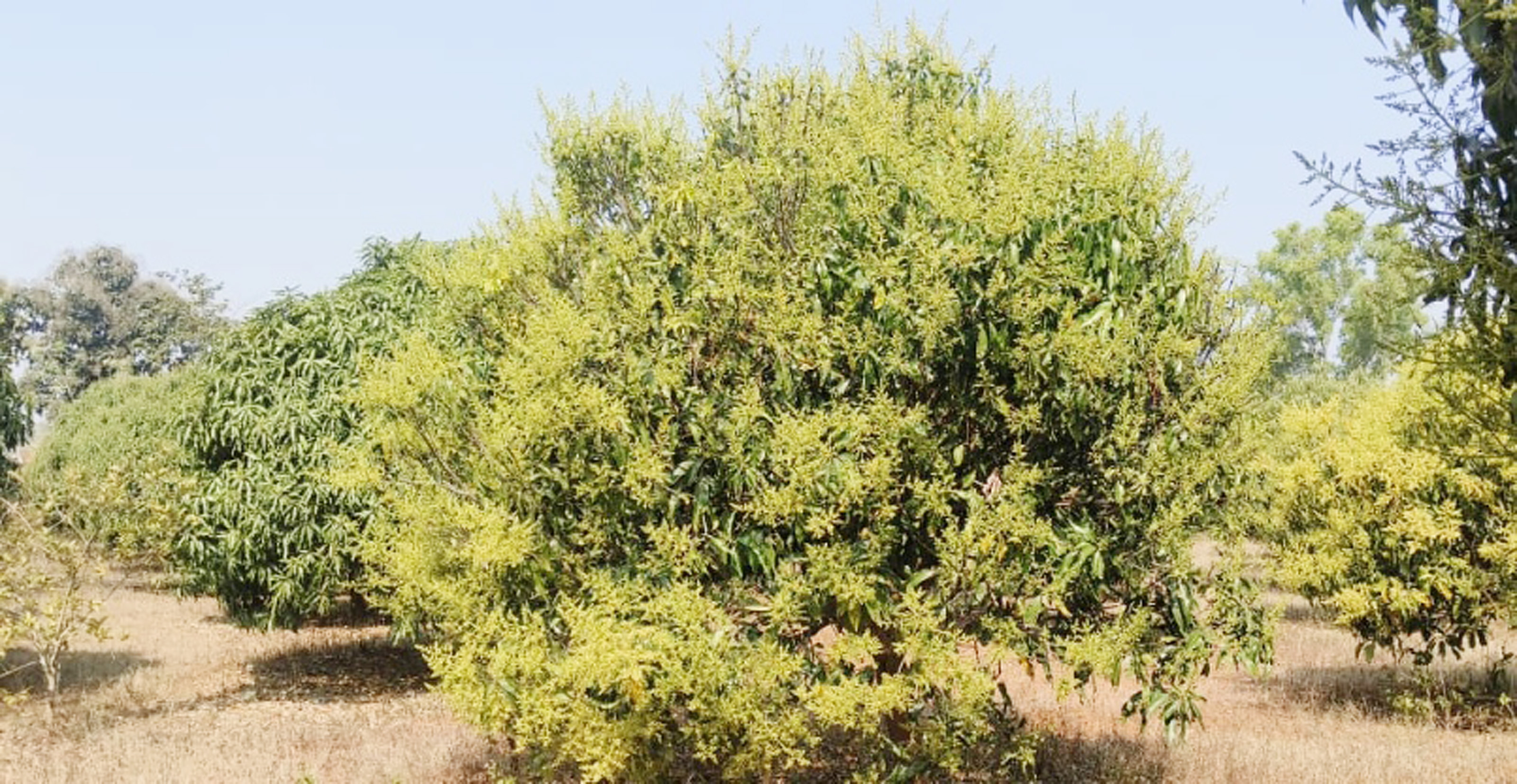 ಯಳಂದೂರು ತಾಲ್ಲೂಕಿನ ಕೆಸ್ತೂರು ತೋಟದ ಮಾವಿನ ಮರಗಳಲ್ಲಿ ಸಮೃದ್ಧವಾಗಿ ಹೂ ಅರಳಿದೆ