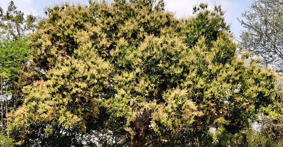 ಮಾವಿನ ಮರದಲ್ಲಿ ಹೂವಿನ ರಾಶಿ: ಹೆಚ್ಚಿನ ಫಸಲು ಸಿಗುವ ನಿರೀಕ್ಷೆಯಲ್ಲಿ ಬೆಳೆಗಾರರು