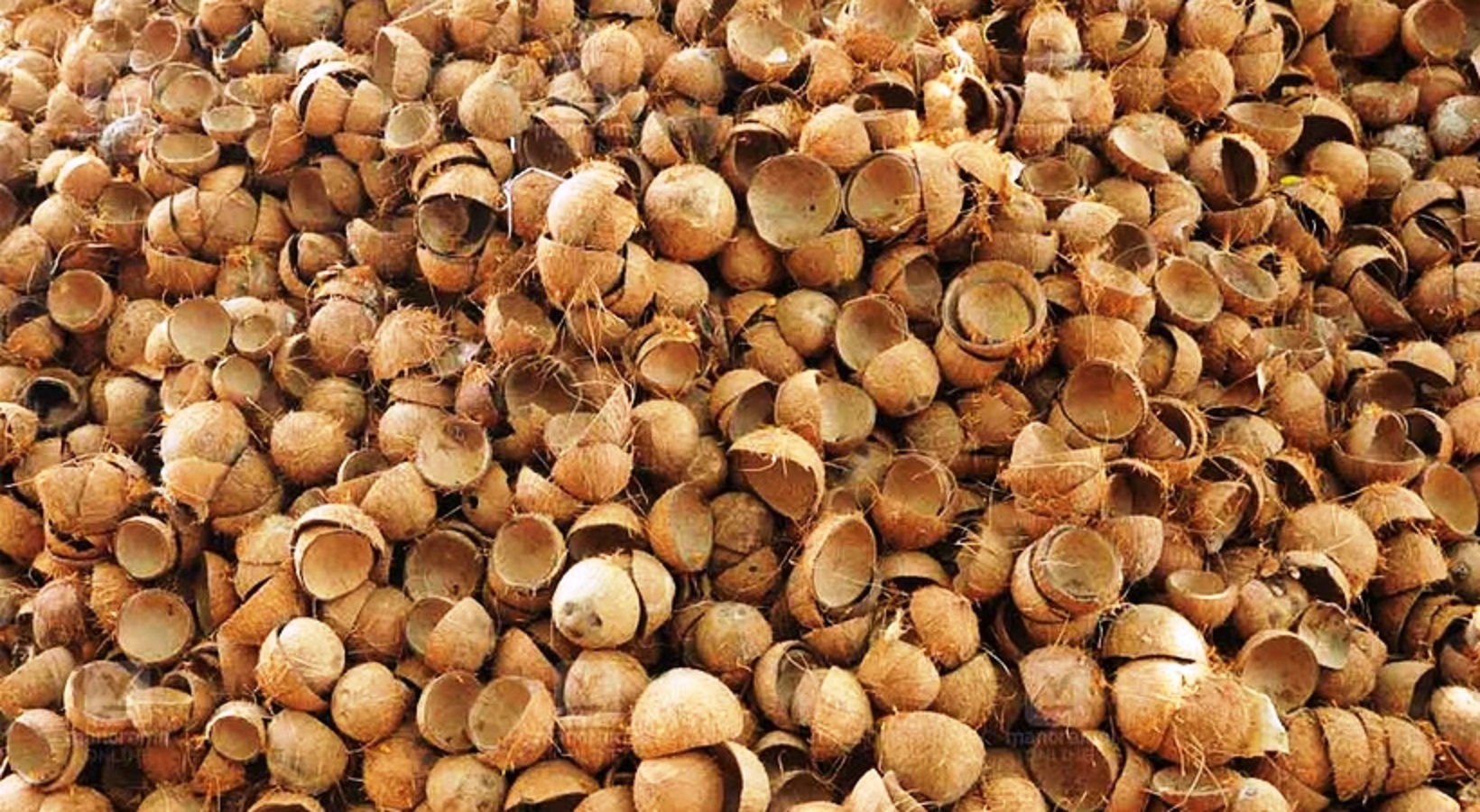 ಚಿಪ್ಪಿನ ರಾಶಿ