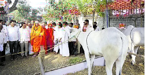 ನಂಜನಗೂಡು | ದನಗಳ ಜಾತ್ರೆಯಲ್ಲಿ 200 ರಾಸುಗಳು ಭಾಗಿ