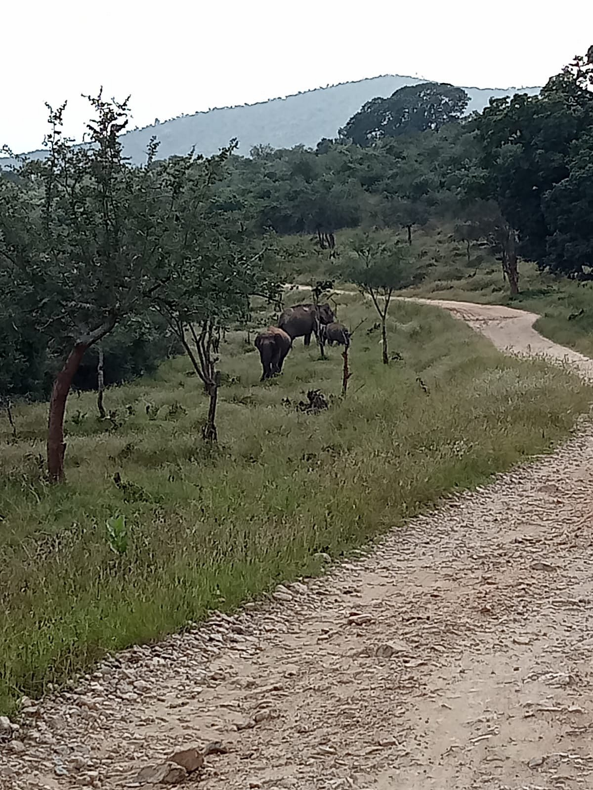 ಚಾಮರಾಜನಗರ | ಬದಲಾದ ಬೆಳೆ ಪದ್ಧತಿ: ಮಾನವ ಪ್ರಾಣಿ ಸಂಘರ್ಷ ಹೆಚ್ಚಳ