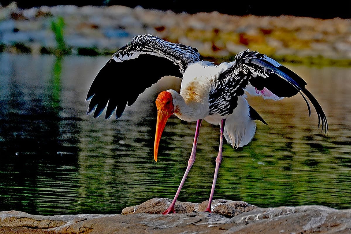 ರೊಮೆನಿಯಾದಲ್ಲಿ ಕಲಬುರಗಿ ಕಲಾವಿದನ ಚಿತ್ರ ಪ್ರದರ್ಶನ