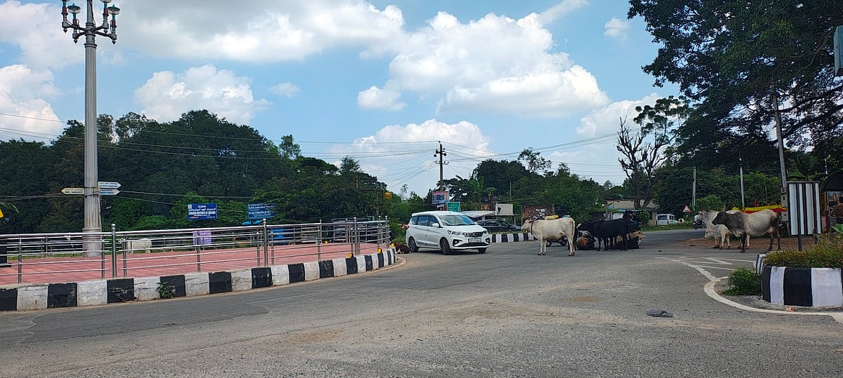 ಕೆಜಿಎಫ್: ನಗರಸಭೆ ನಿರ್ಲಕ್ಷ್ಯದಿಂದ ಬಿಡಾಡಿ ದನಗಳ ತಾಣವಾದ ಪೈಲಟ್ಸ್‌ ಸರ್ಕಲ್