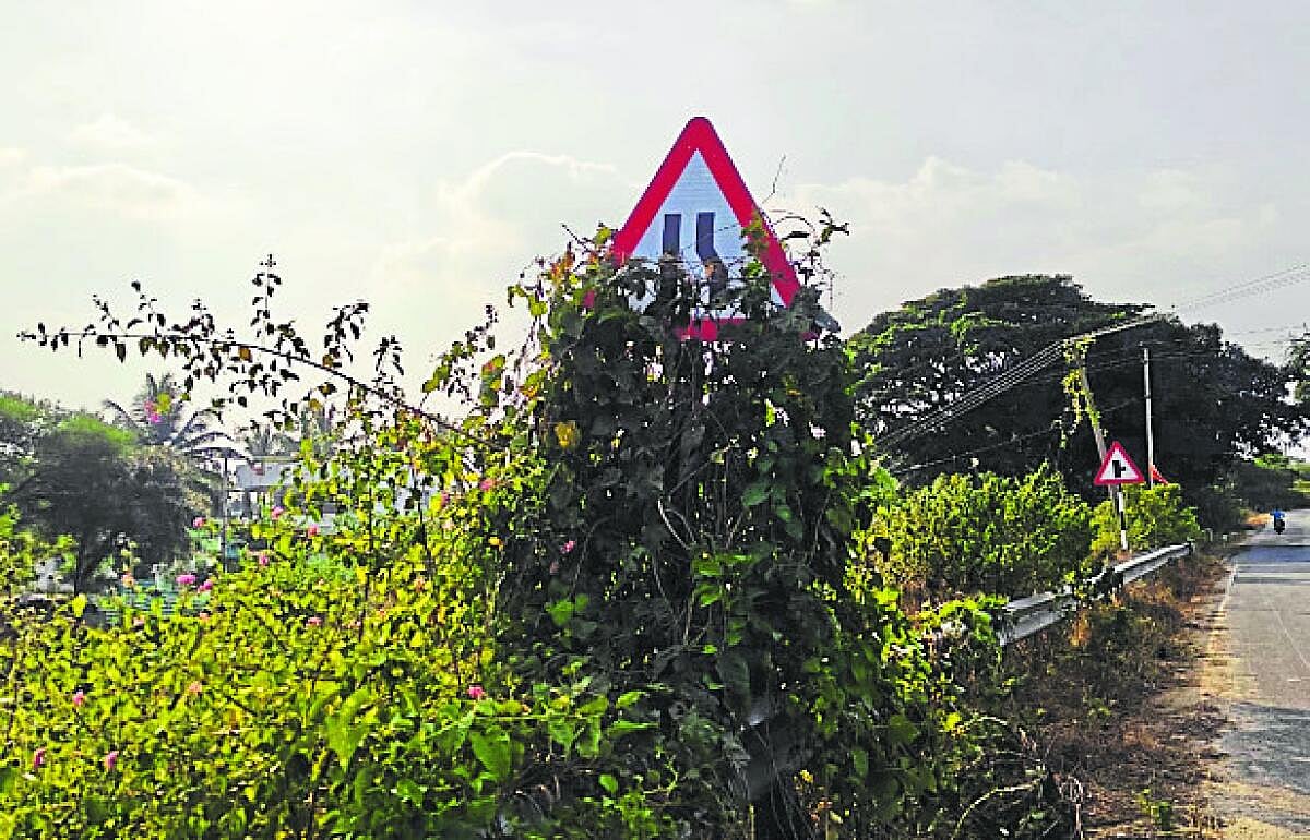 ಚೇಳೂರು | ರಸ್ತೆ ಆವರಿಸಿದ ಗಿಡಗಂಟಿ: ಜೀವ ಭಯದಲ್ಲಿ ಸವಾರರ ಸಂಚಾರ