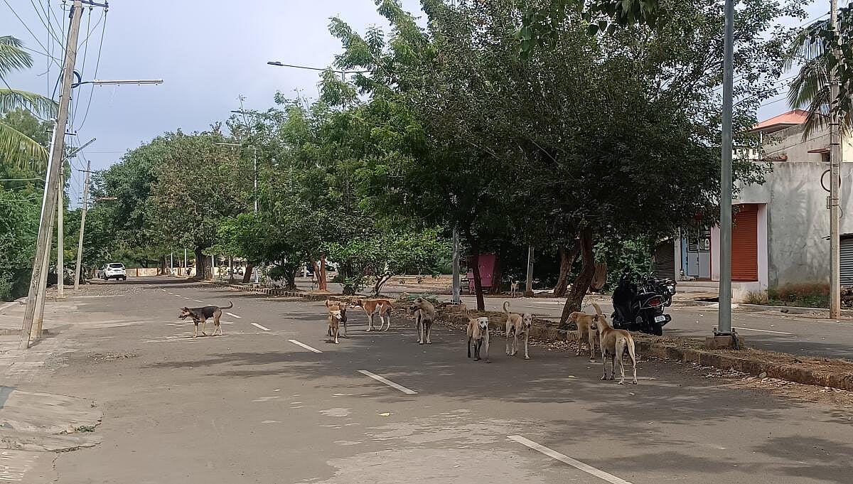 ನಾಯಿಗಳ ಹಾವಳಿಗೆ ಬೆಚ್ಚಿದ ಜನತೆ: ವರ್ಷದಲ್ಲಿ 25 ಸಾವಿರಕ್ಕೂ ಹೆಚ್ಚು ಜನರಿಗೆ ಕಡಿತ